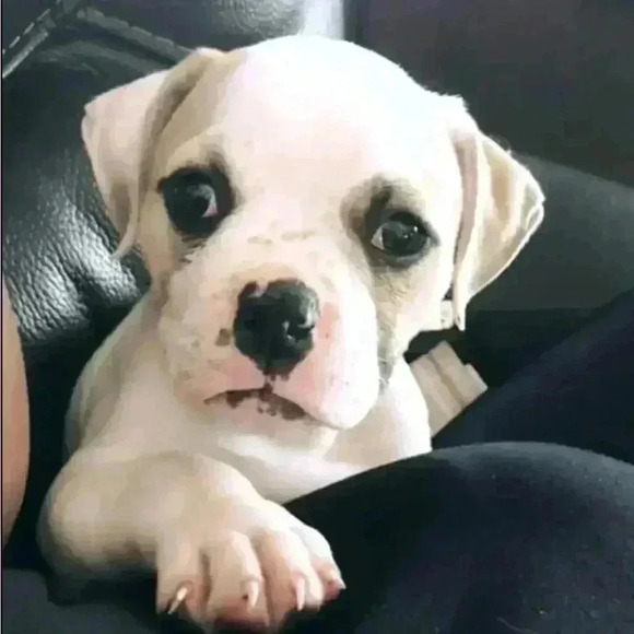 🆕White Large Mesh  Fishnets - Picture 10 of 14